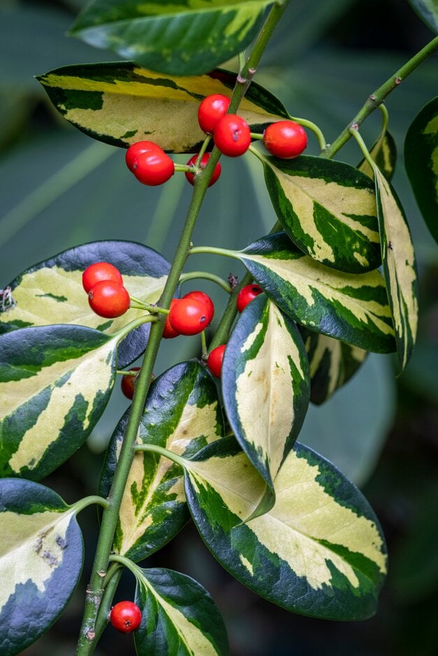 holly 'Gold Flash'