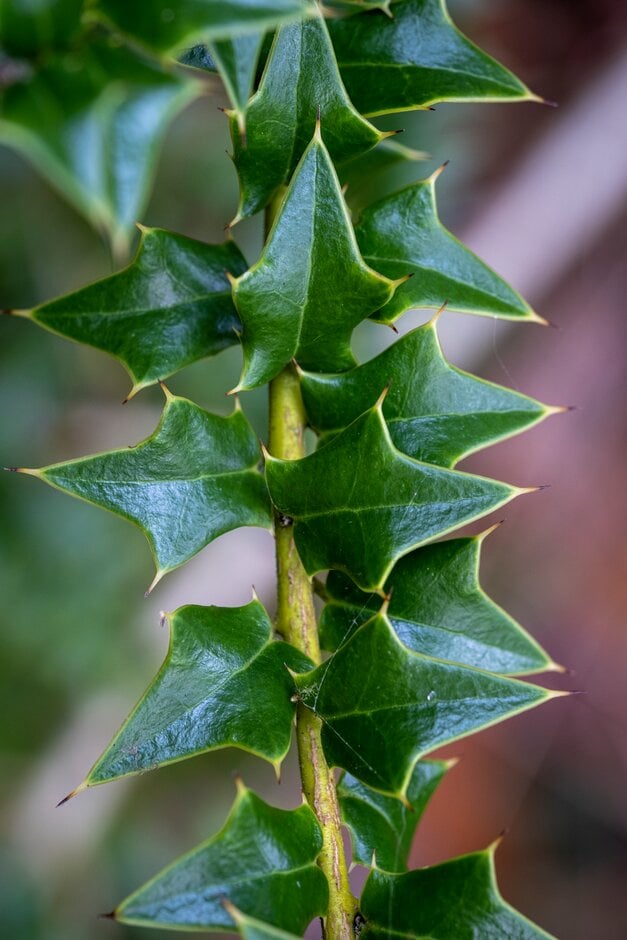 Perny's holly