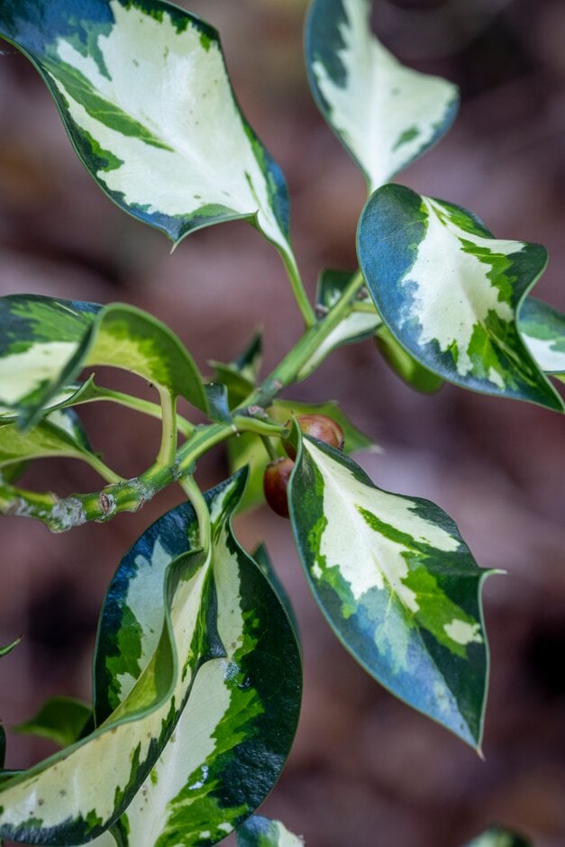 holly 'Ovata Aurea'
