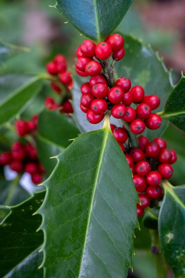 <em>Ilex</em> × <em>koehneana</em>
