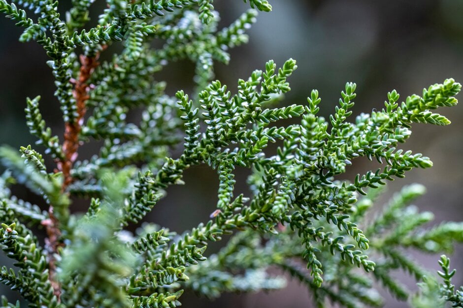 <i>Pilgerodendron</i> <i>uviferum</i>