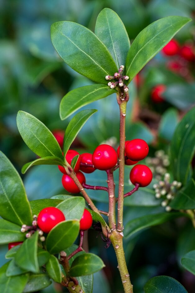 Japanese skimmia 'Bowles's Dwarf Female'