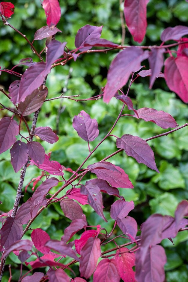 early stachyurus 'Devon Purple'