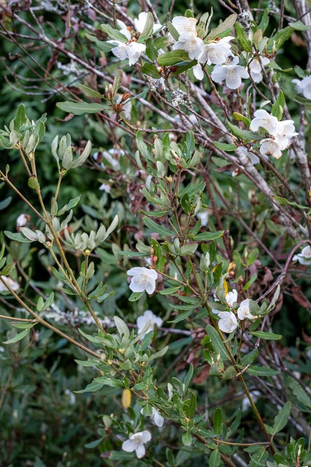 <em>Eucryphia</em> × <em>hillieri</em> 'Winton'