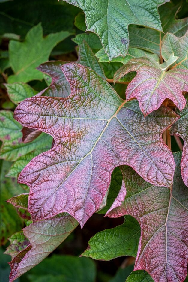 oak-leaved hydrangea 'Alice'