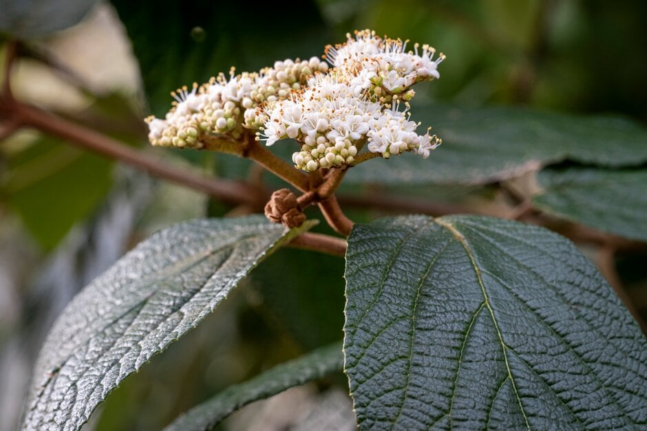 <i>Viburnum</i> × <i>rhytidophylloides</i> [<span style="font-variant: small-caps;">Dart's Duke</span>] ('Interduke')