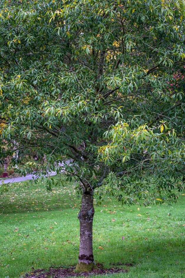 Darlington oak