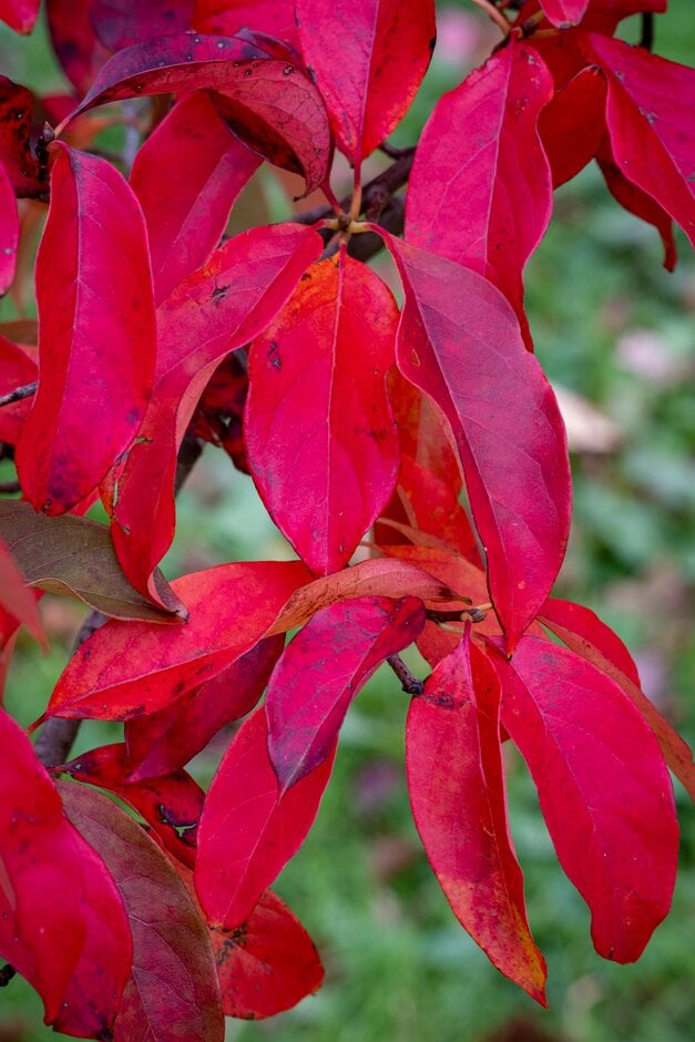 Chinese tupelo 'Inferno'