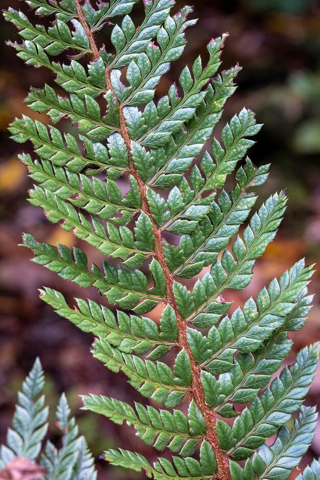 <em>Polystichum</em> <em>neolobatum</em>