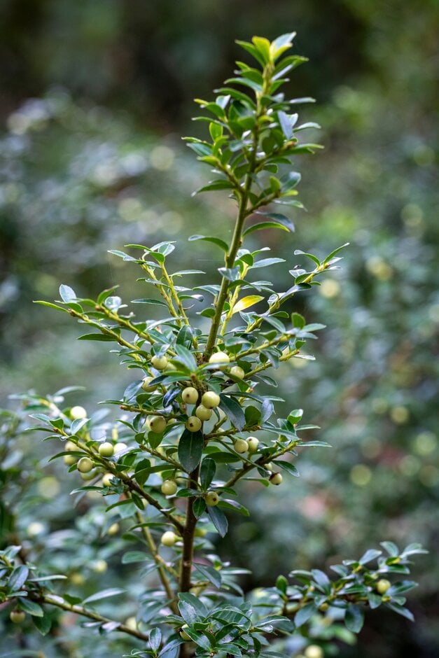 Japanese holly 'Ivory Hall'