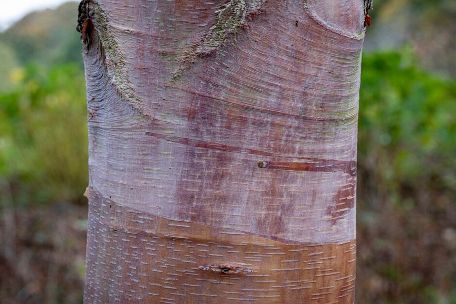 Chinese red birch 'K. Ashburner'