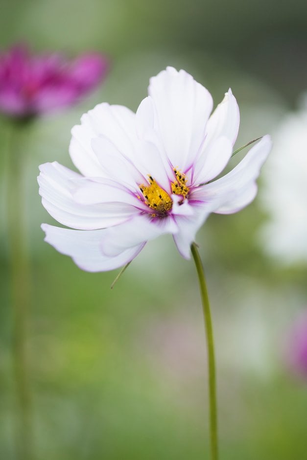 cosmea Fizzy Series Formula mixed