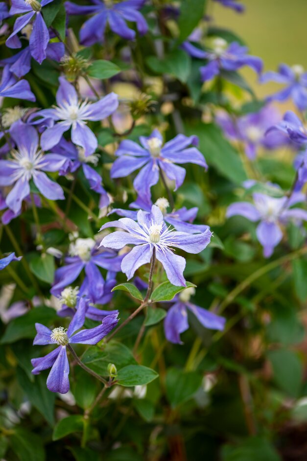 clematis 'Arabella'