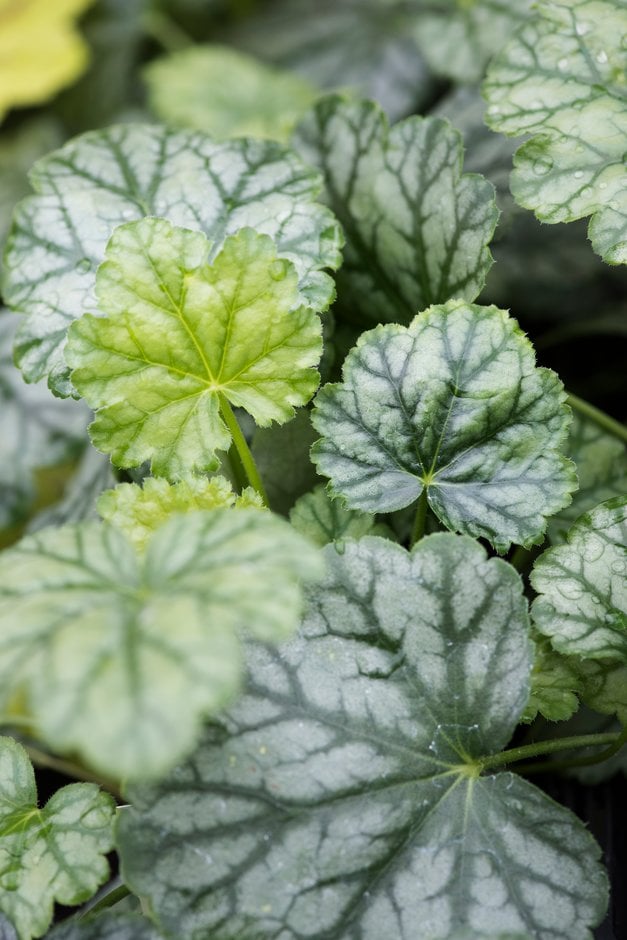 alum root 'Paris'