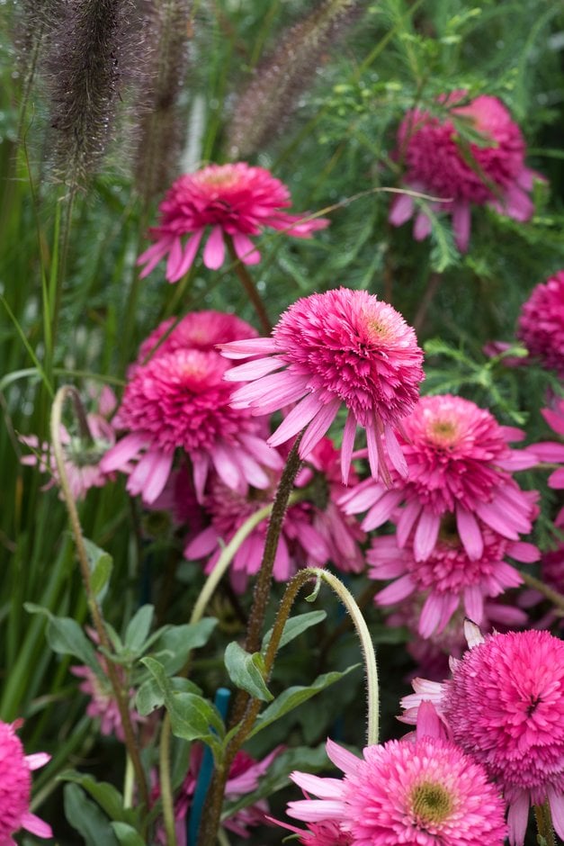 purple coneflower 'Southern Belle'