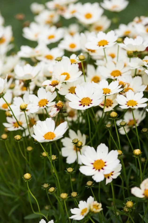 tickseed 'Star Cluster'