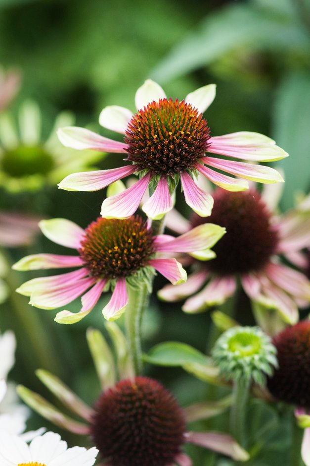 coneflower 'Green Envy'