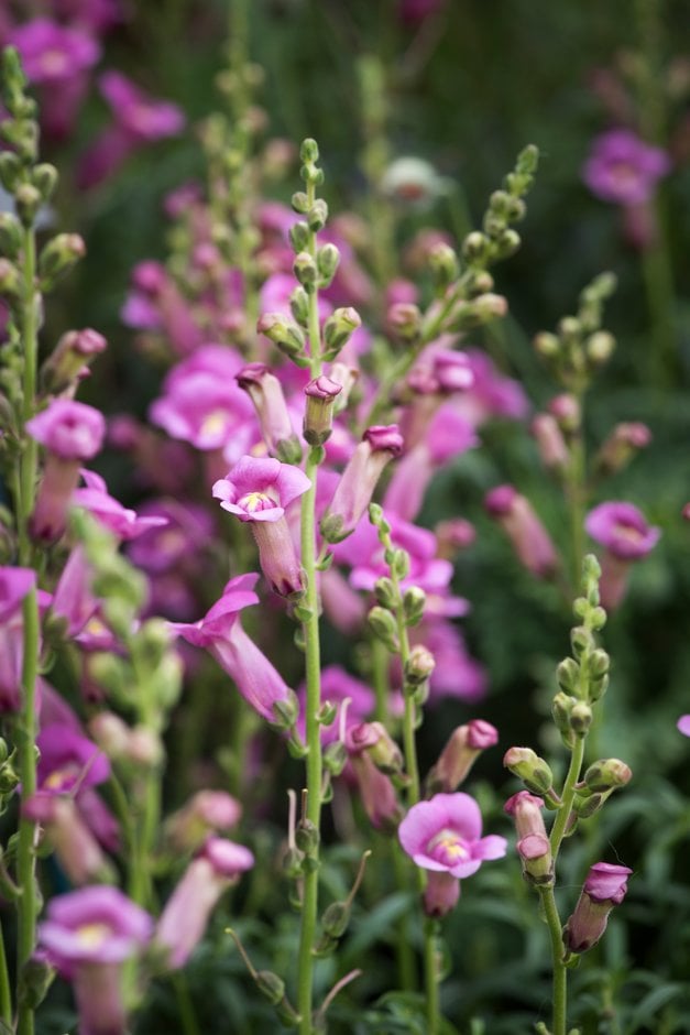 snapdragon [Pretty in Pink]