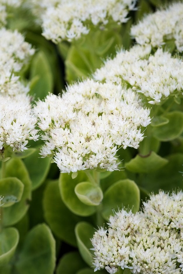 ice plant 'Iceberg'