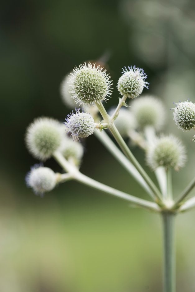 Eryngium eburneum | yellow-tinged ivory white sea holly Herbaceous ...