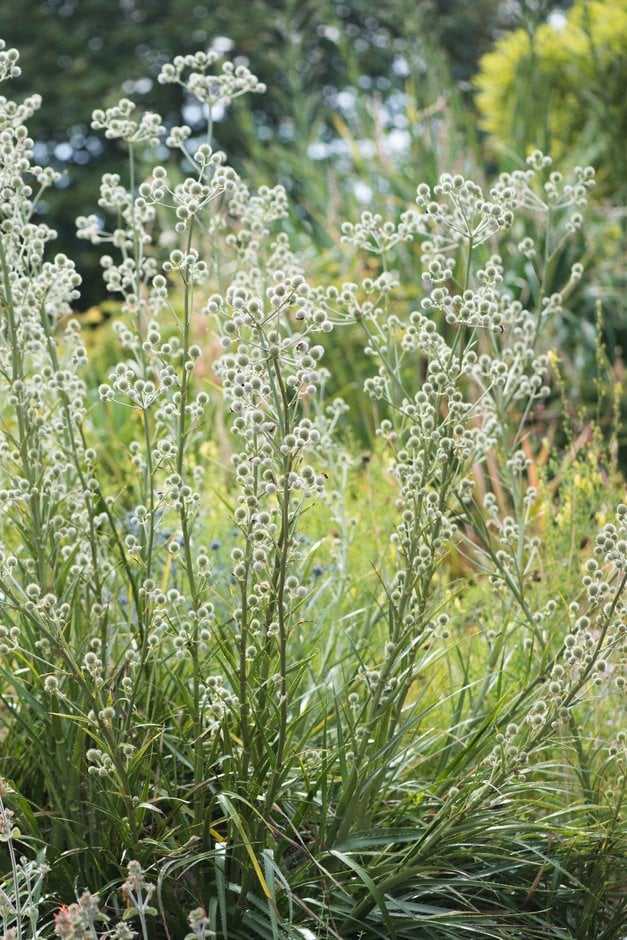 yellow-tinged ivory white eryngo