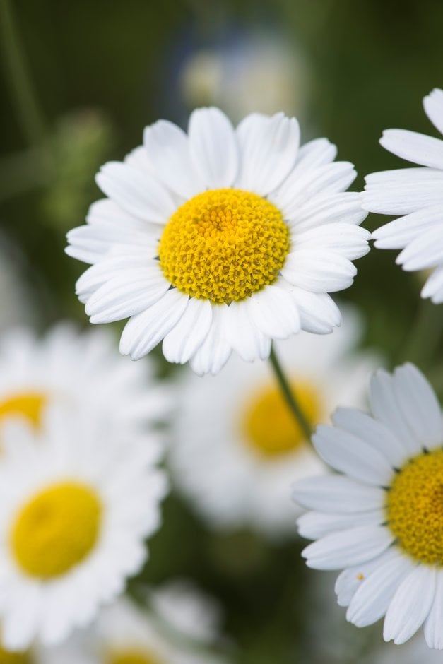 corn chamomile