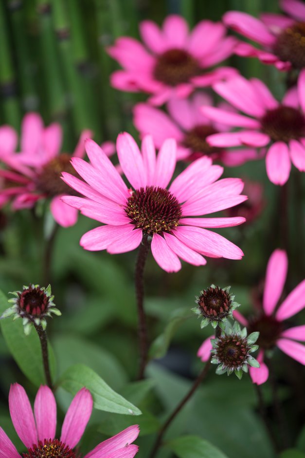 coneflower 'Summer Cloud'