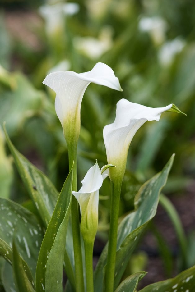 arum lily 'Royal Snowland'