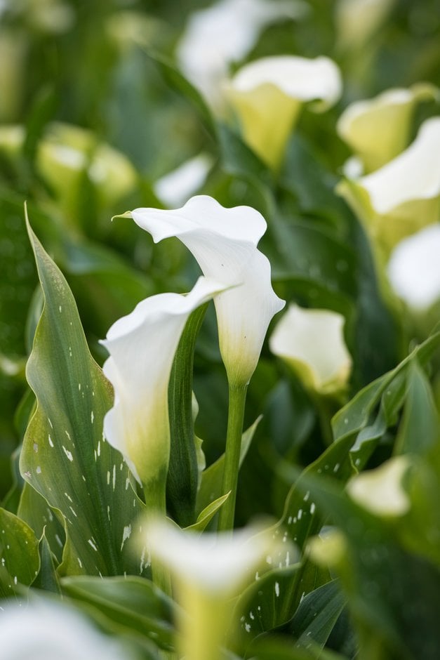 arum lily 'Snow Storm'