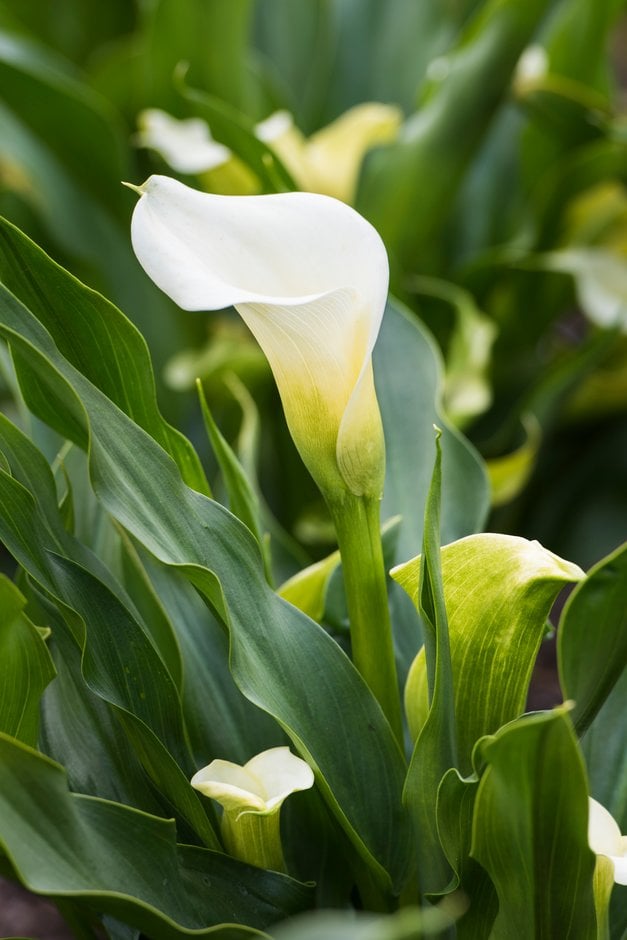 arum lily 'Ice Dancer'