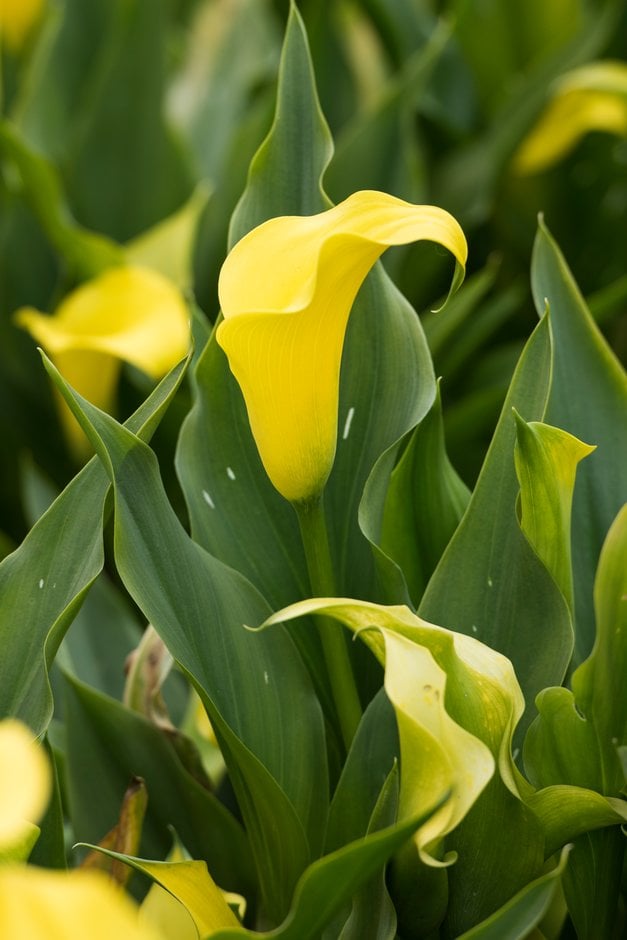 arum lily 'Captain Morelli'