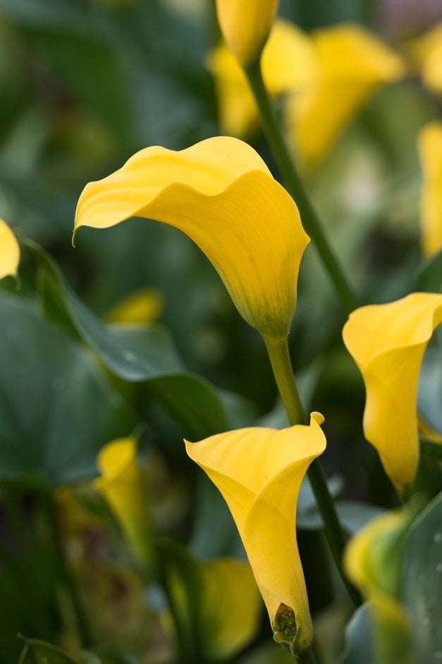 arum lily 'Gold Medal'