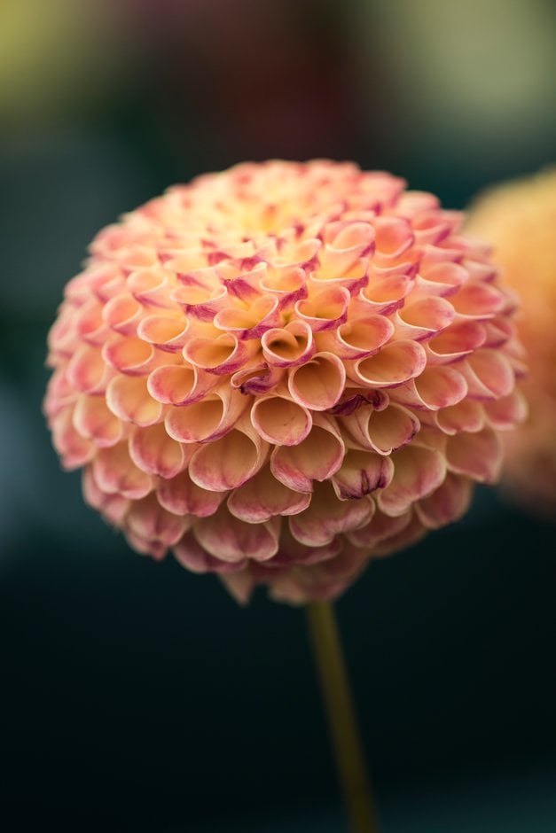 dahlia 'Jodie Wilkinson'