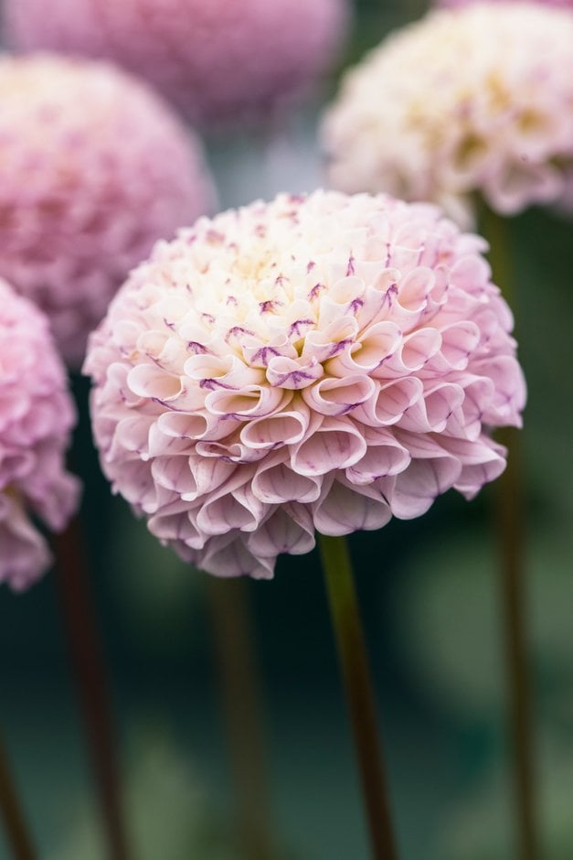 dahlia 'Gurtla Twilight'