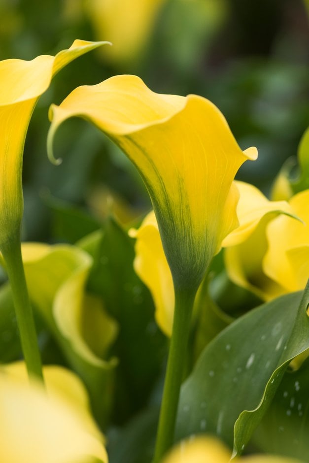 arum lily 'Sunclub'