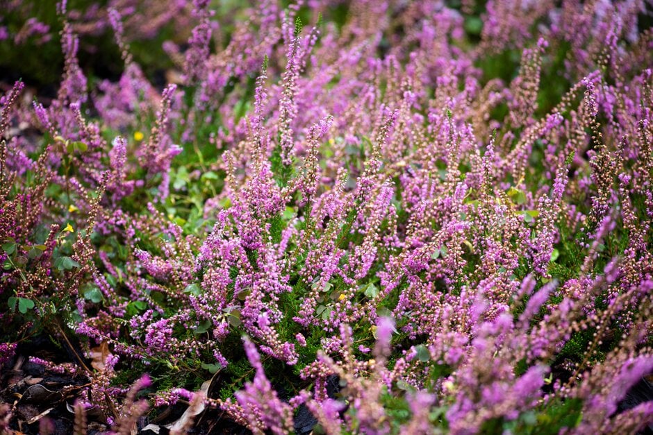 heather 'Inchcolm'