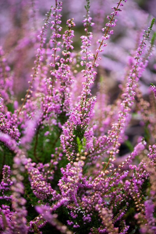 heather 'Inchcolm'