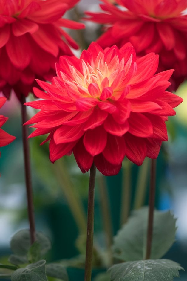 Dahlia &Taratahi Ruby& (WL) | dahlia &Taratahi Ruby& Bedding/RHS