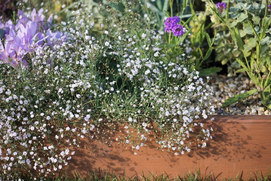 baby's breath 'Rosenschleier'