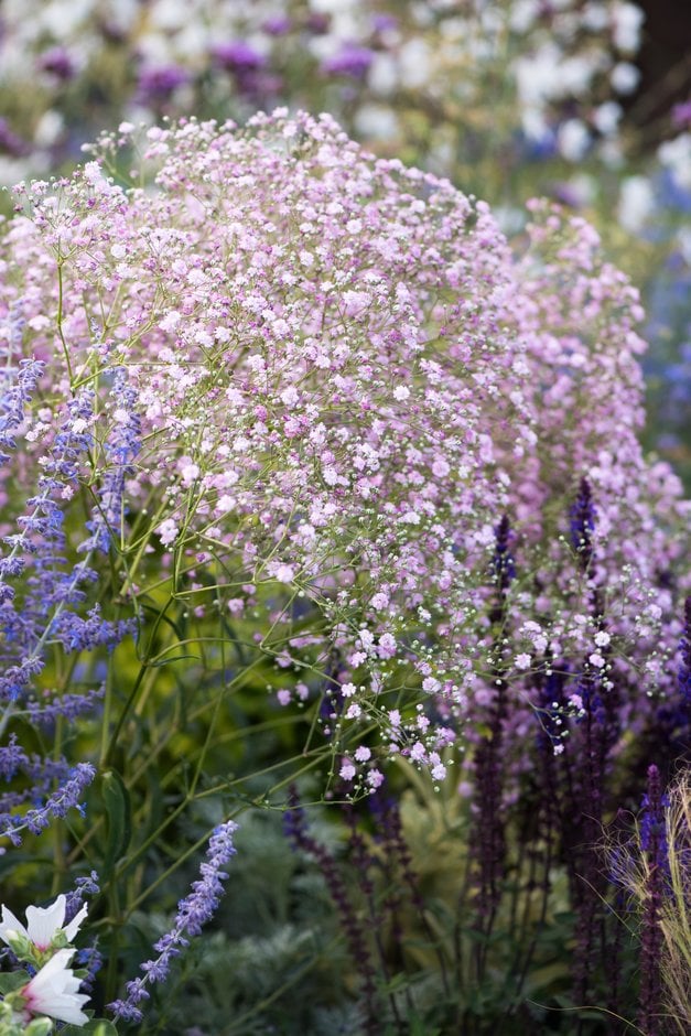 baby's breath 'Flamingo'