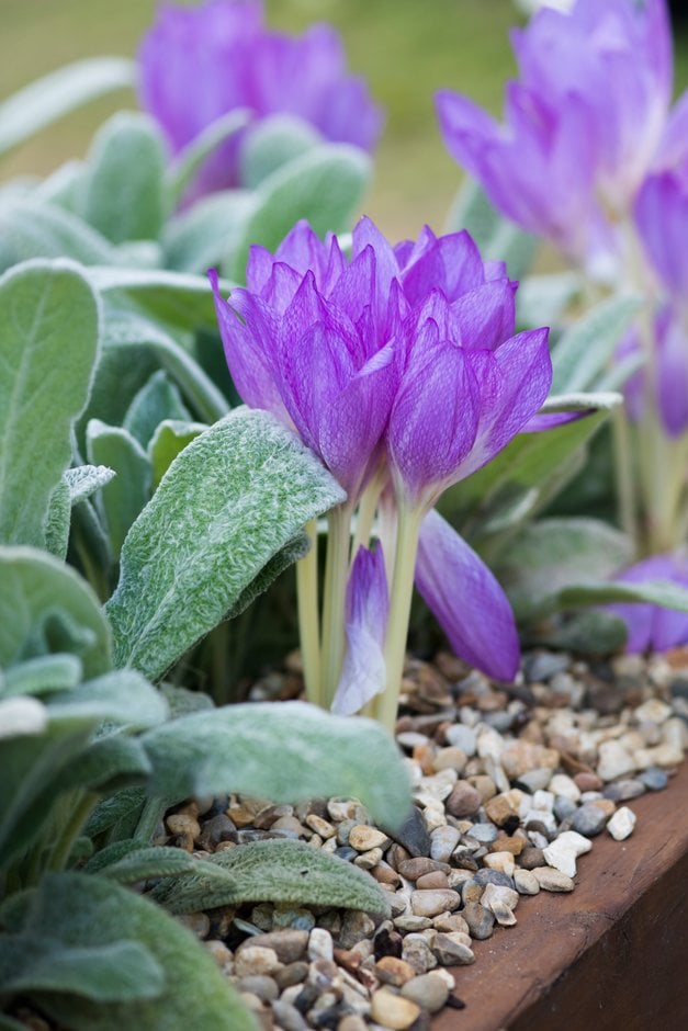 <em>Colchicum</em> <em>bivonae</em>