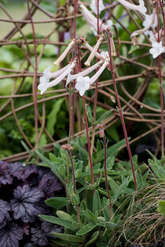 trumpet-flowered sinningia
