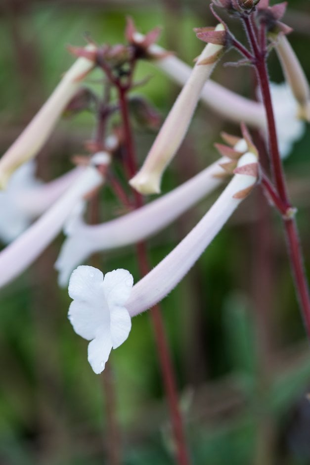 trumpet-flowered sinningia