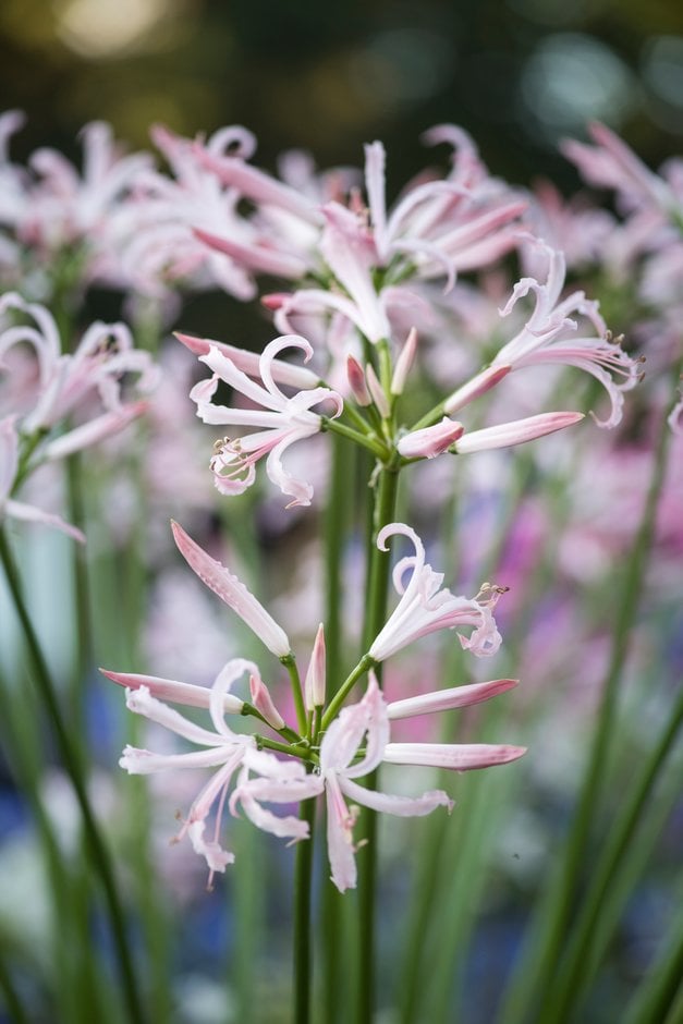 Bowden lily 'Stefanie'
