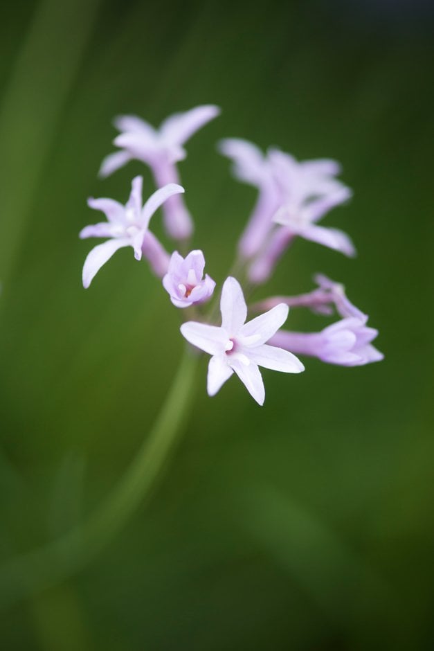 society garlic 'Fairy Star'