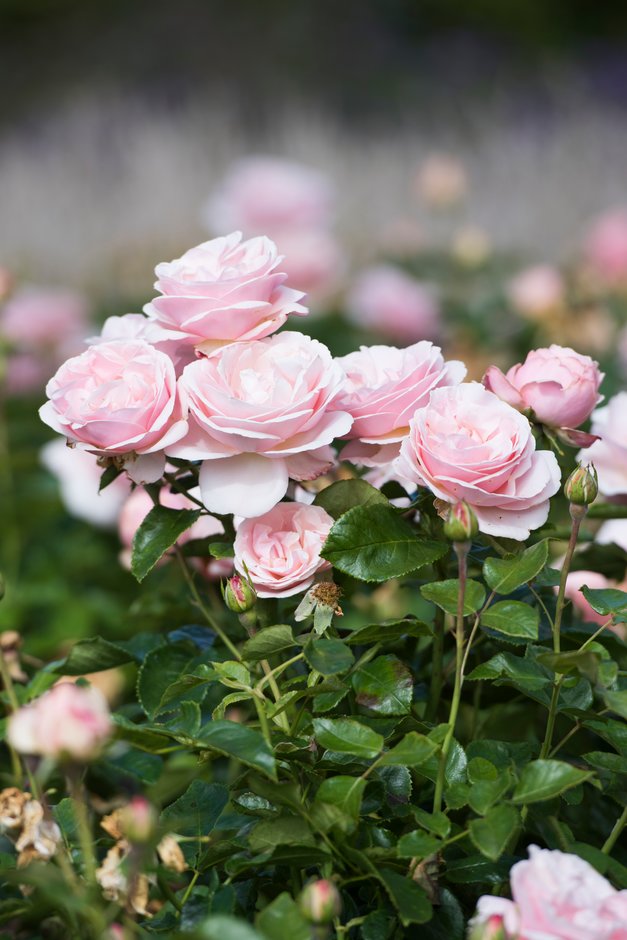 rose [Aphrodite] ('Tan00847')
