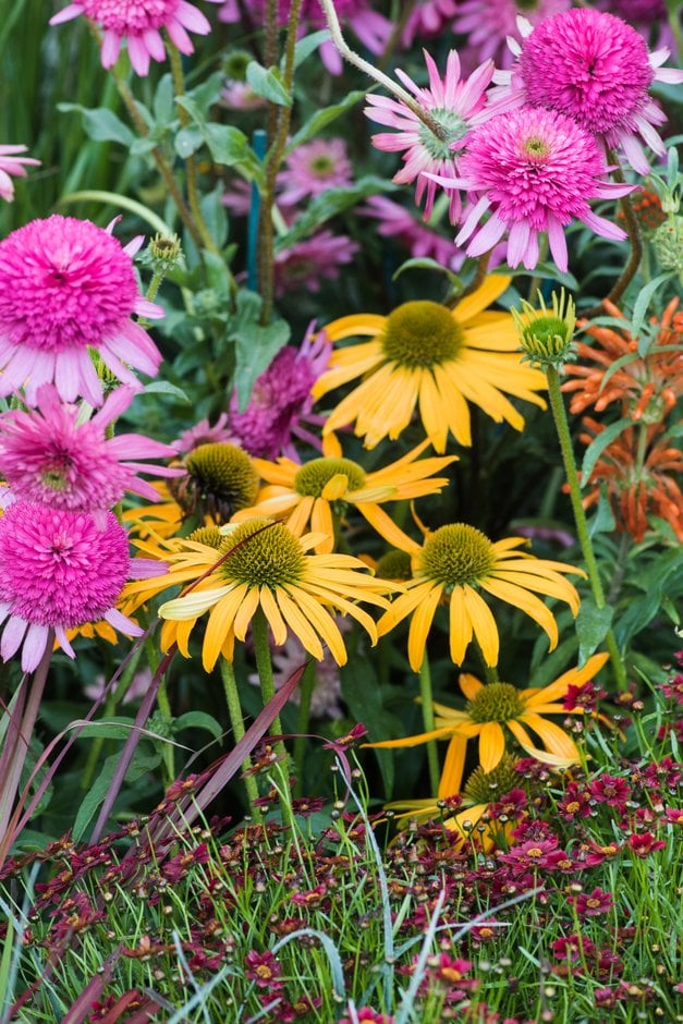 coneflower 'Now Cheesier'