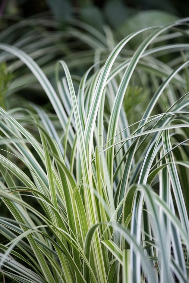sedge 'Feather Falls'