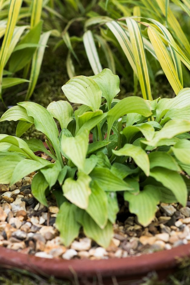 plantain lily 'Feather Boa'