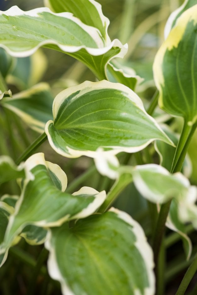 plantain lily 'Tea at Bettys'